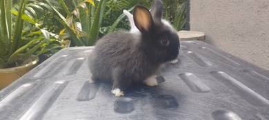arnab rabbit 