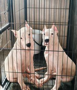 dogo Male