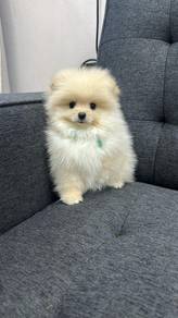 奶色博美男
cream colour pomeranian Male
