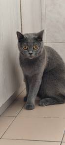 Bsh
