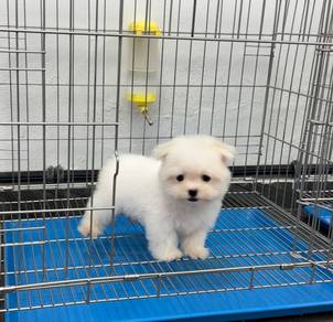 Pure Maltese puppy