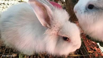 Anak Arnab untuk dijual