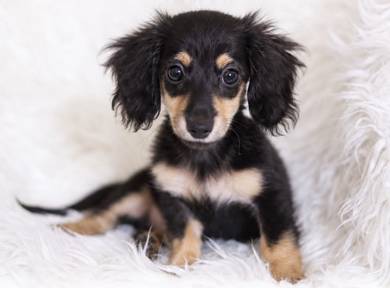 MINIATURE DACHSHUND Puppies VIP46🐻  Black Tan