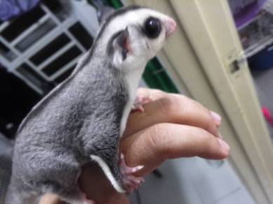 Sugar Gliders White Face