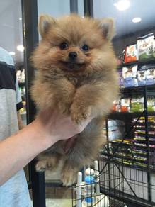 Pomeranian