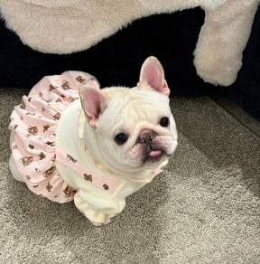 French BullDOG