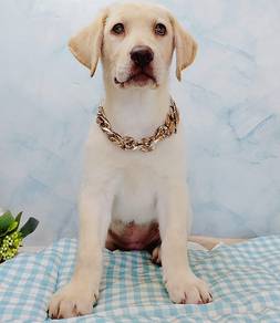 Labrador