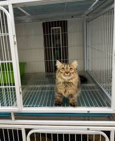 Tabby longhair munchkin