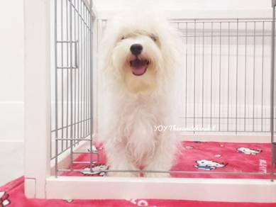 Maltipoo - 6 months old - 01