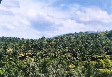 Agricultural Land in Gua Musang, KTN