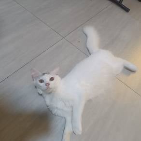 kucing dlh