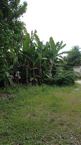 Daun pisang