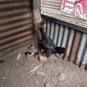 Betina Batang Kaki Anak 5