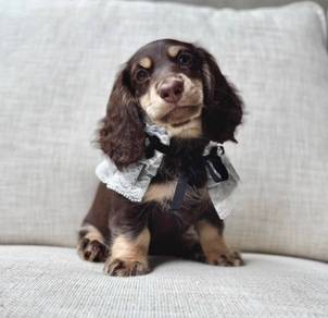 MINIATURE DACHSHUND Puppies VIP20🐻 Adorable Puppy