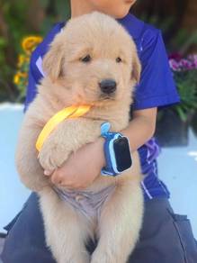 golden retriever puppies 