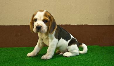 Beagle puppies male & female 