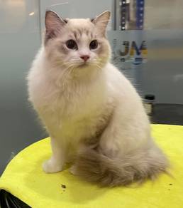 Ragdoll