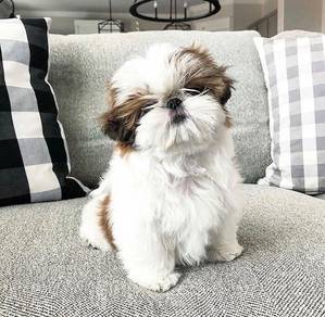 N6902 Frolicsome Shih Tzu Lion Maltese Pekingese P