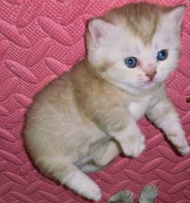 Original Munchkin rehome