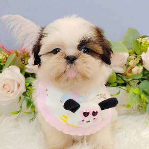 Shih Tzu