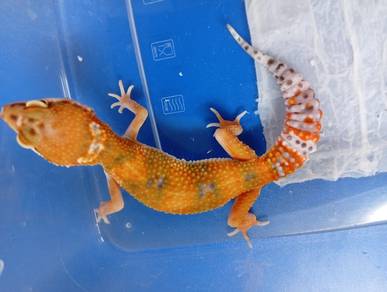 Leopard Gecko