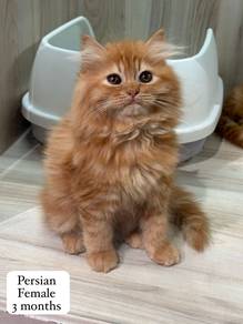 Persian Untuk Dijual !!
