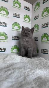 British Shorthair Kitten
