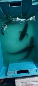 ikan toman harimau