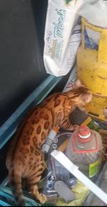bengal