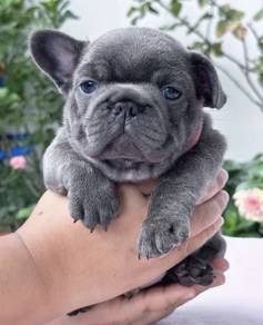 FRENCH BULLDOG PUPPIES S251 🌻 Premium Quality