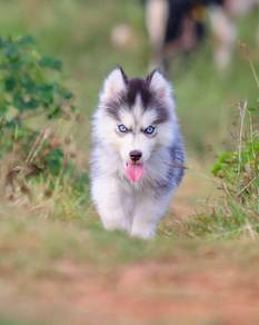 husky puppies 11