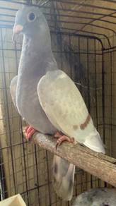 Burung Merpati racing homer