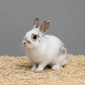 Dwarf