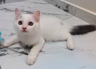 Male kitten
