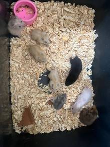 hamster & fancy rat untuk dijual murah