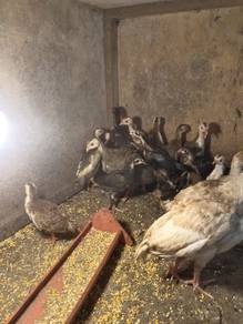 Ayam Mutiara