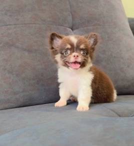CHIHUAHUA PUPPIES 177 🌷Head Apple Bonnie Dog Girl