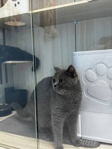 Female Bsh Rehome