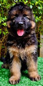 GERMAN SHEPHERD PUPPIES GSD71 Good structure Boy