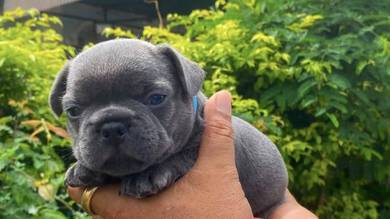 FRENCH BULLDOG PUPPIES 🌻VIP05 Boy