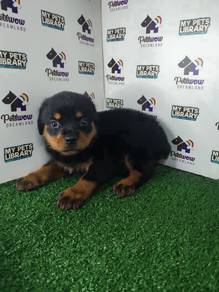 Rottweiler with mka cert female