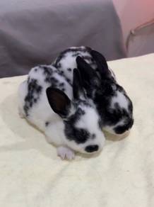 Rabbit cute minirex