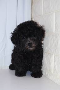 J0492 Grey Poodle Fluffy Puppy