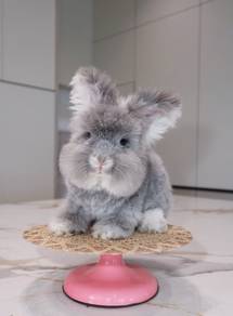 English angora rabbit