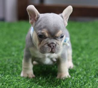 FRENCH BULLDOG PUPPIES VIP92🌻 Cute & Healthy  Boy