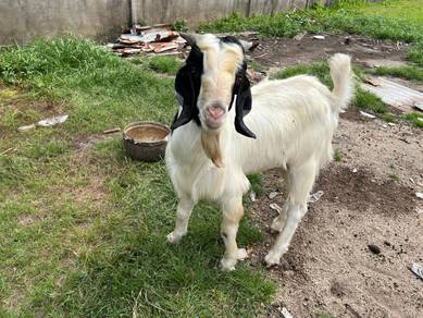 kambing jantan boer