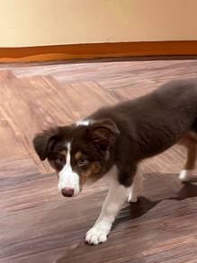 Border Collie Dog for sale