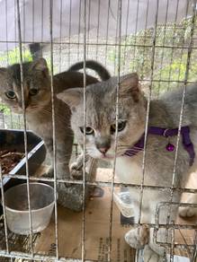 scottish mix bsh