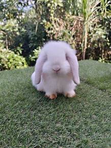 Arnab HL Holland Lop Rabbit ND Netherland Dwarf