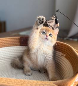 Bsh golden female